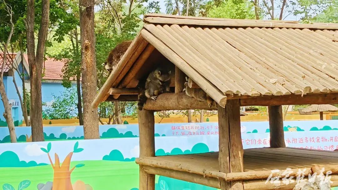石家庄市动物园豪猪、细尾獴、北浣熊展区焕新亮相