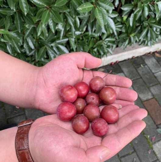 危险！绿化带里的“菜”吃不得