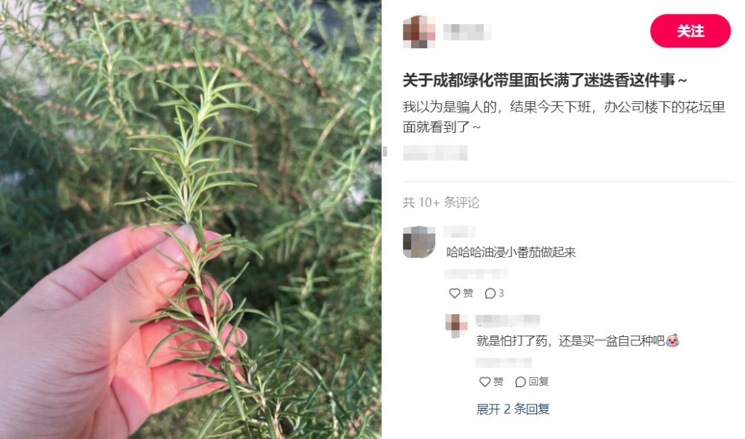 危险！绿化带里的“菜”吃不得