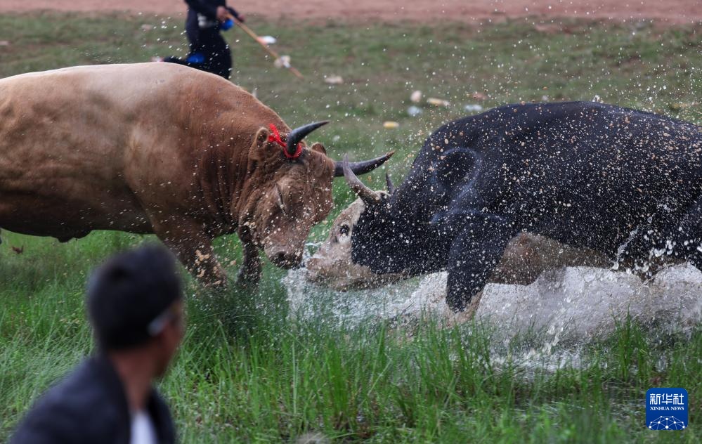 四川布拖县:“火把节”上的斗牛 四川布拖县:“火把节”上的斗牛