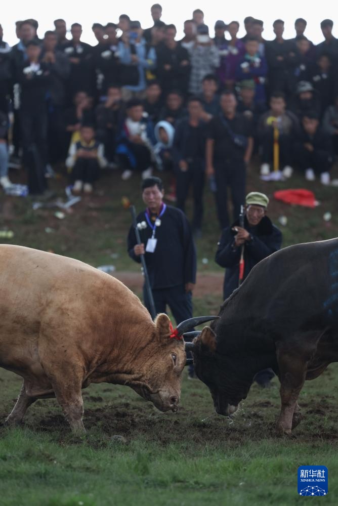四川布拖县:“火把节”上的斗牛 四川布拖县:“火把节”上的斗牛