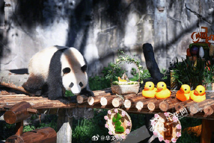 快来查收渝可渝爱生日趴高清照