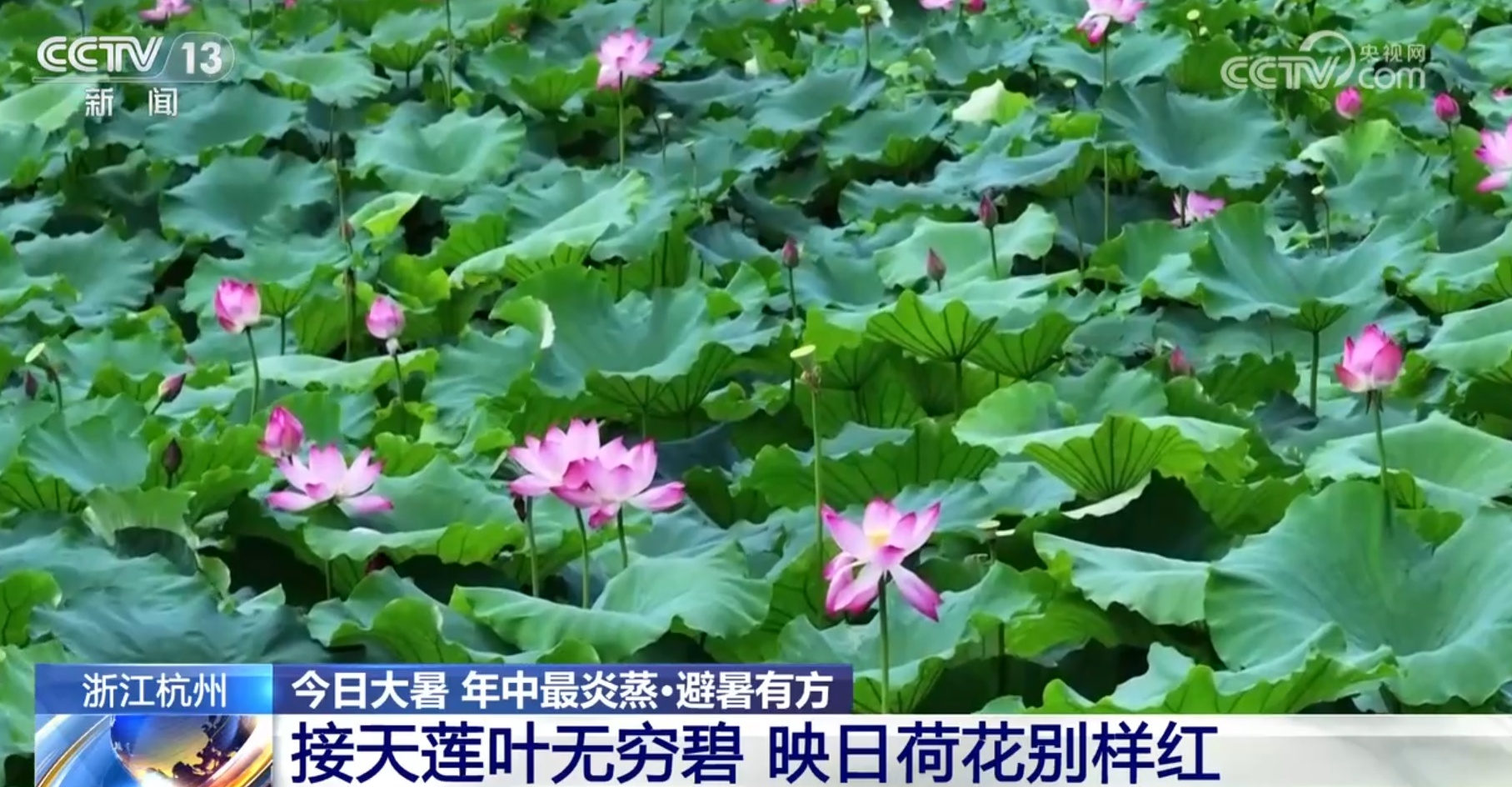 大暑节气赏荷何处去?通过地图一起“打卡”各地荷塘之美 大暑节气赏荷何处去?通过地图一起“打卡”各地荷塘之美