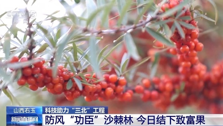 穿上“格子衫”、用上生物“面膜”……防风固沙有了新科技