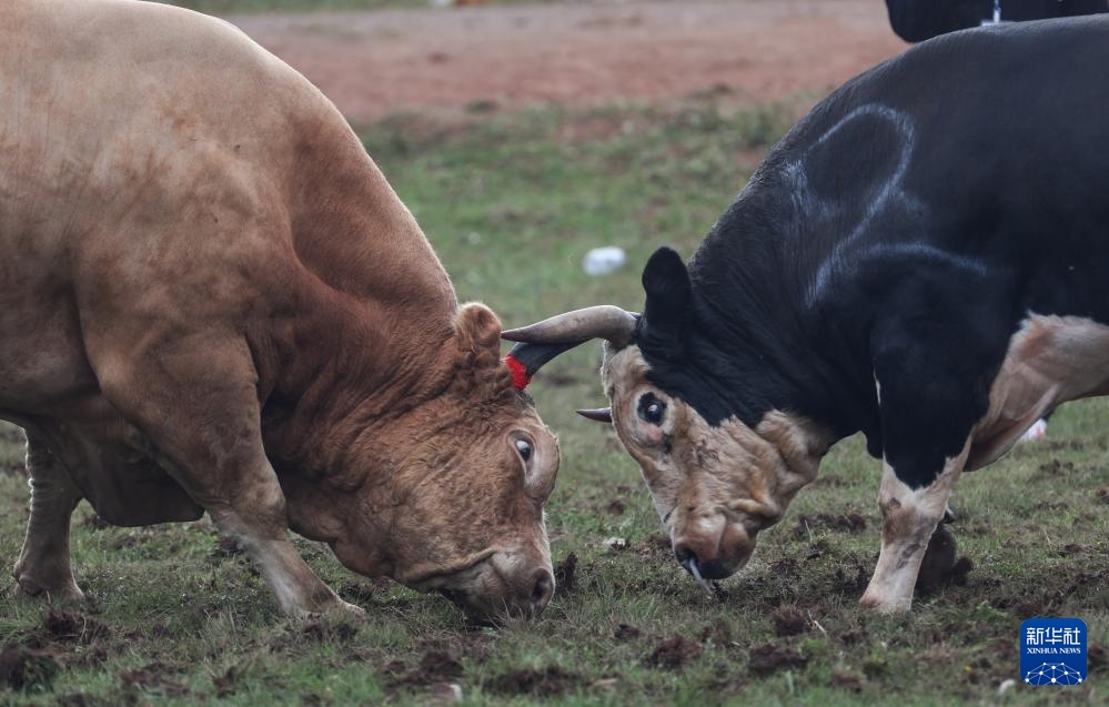 四川布拖县:“火把节”上的斗牛 四川布拖县:“火把节”上的斗牛