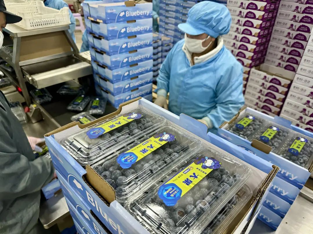 同样的水果，味道为何大不同？原来是因为……