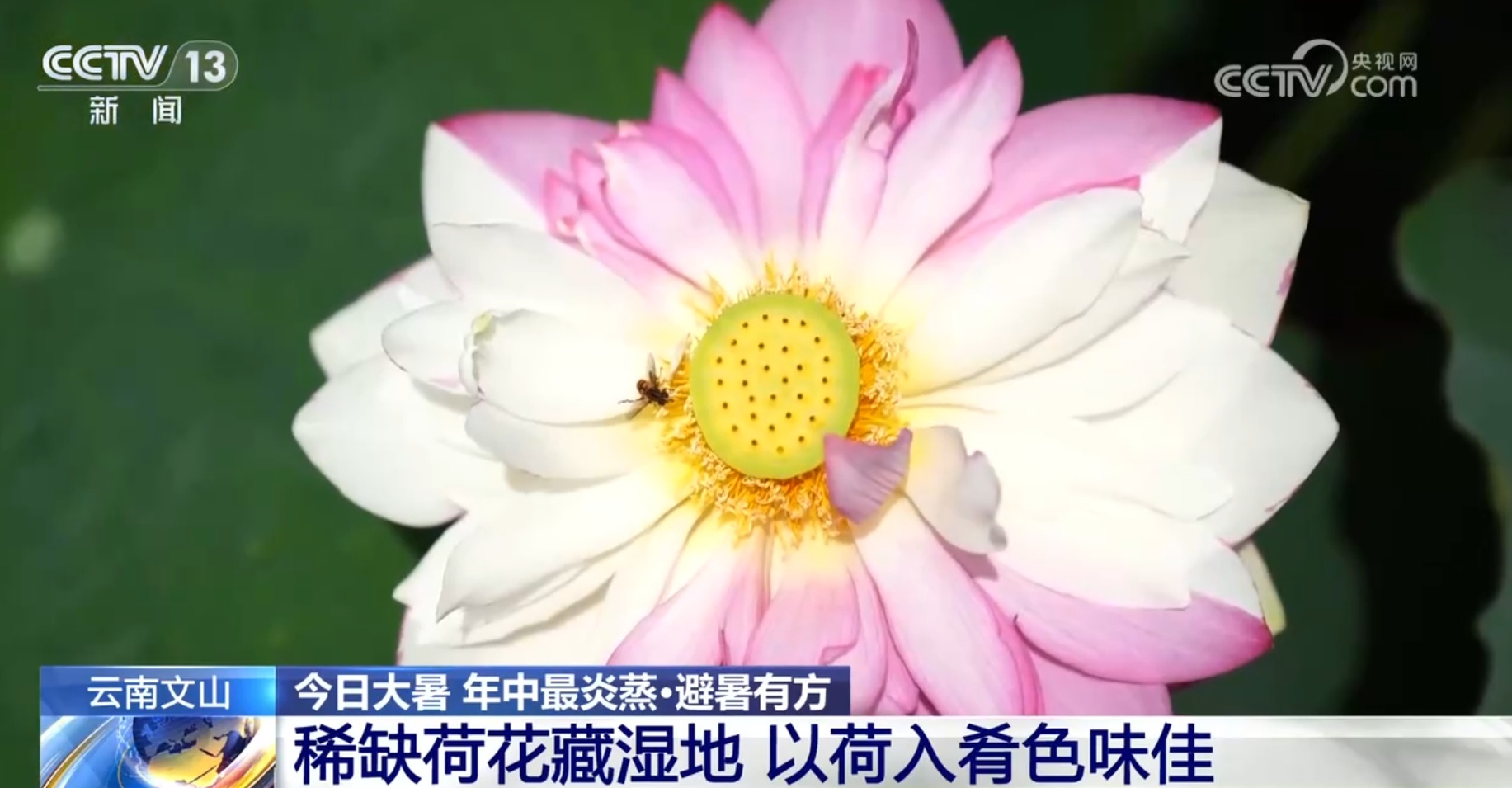 大暑节气赏荷何处去?通过地图一起“打卡”各地荷塘之美 大暑节气赏荷何处去?通过地图一起“打卡”各地荷塘之美