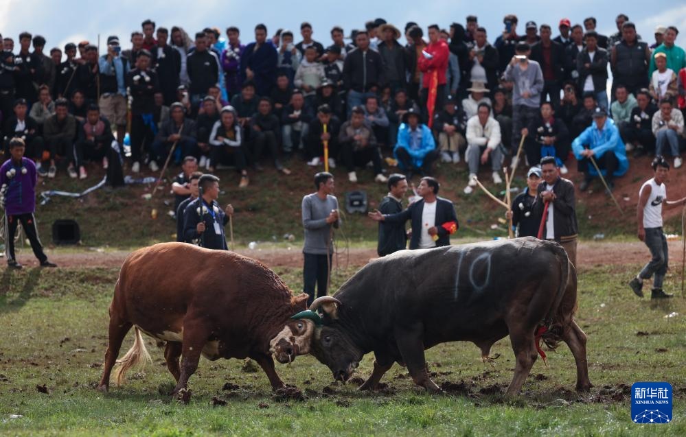 四川布拖县:“火把节”上的斗牛 四川布拖县:“火把节”上的斗牛