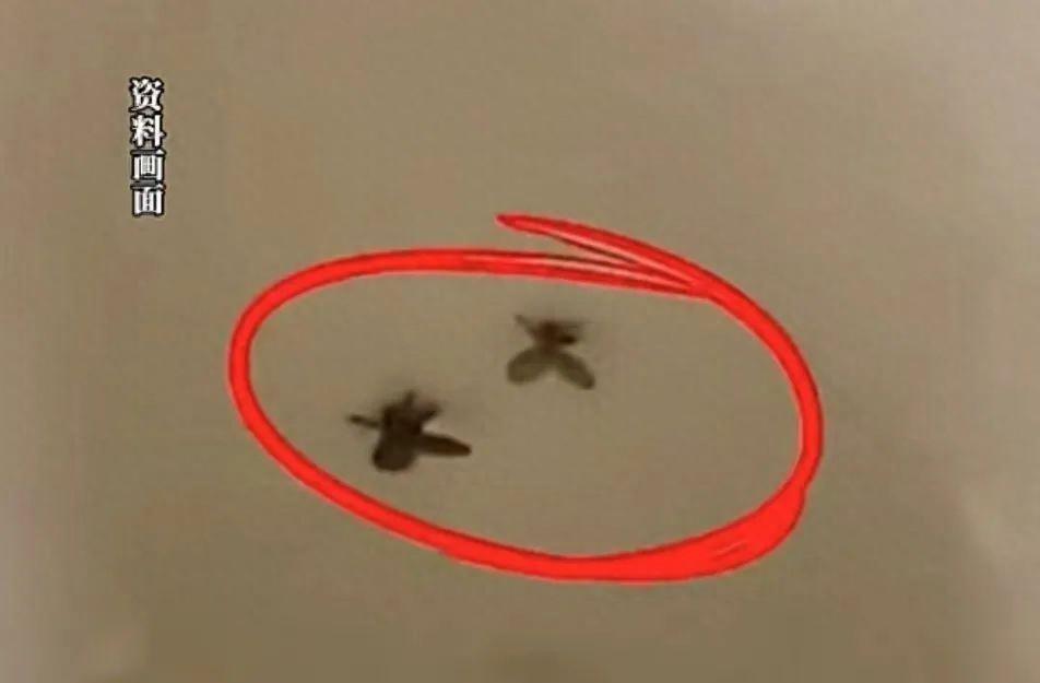 别拍！男子随手拍死蛾蚋，被迫摘除眼球