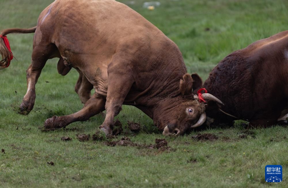 四川布拖县:“火把节”上的斗牛 四川布拖县:“火把节”上的斗牛