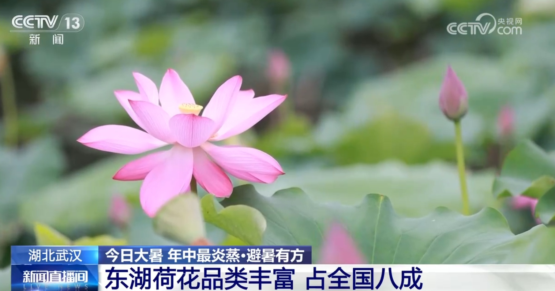 大暑节气赏荷何处去?通过地图一起“打卡”各地荷塘之美 大暑节气赏荷何处去?通过地图一起“打卡”各地荷塘之美