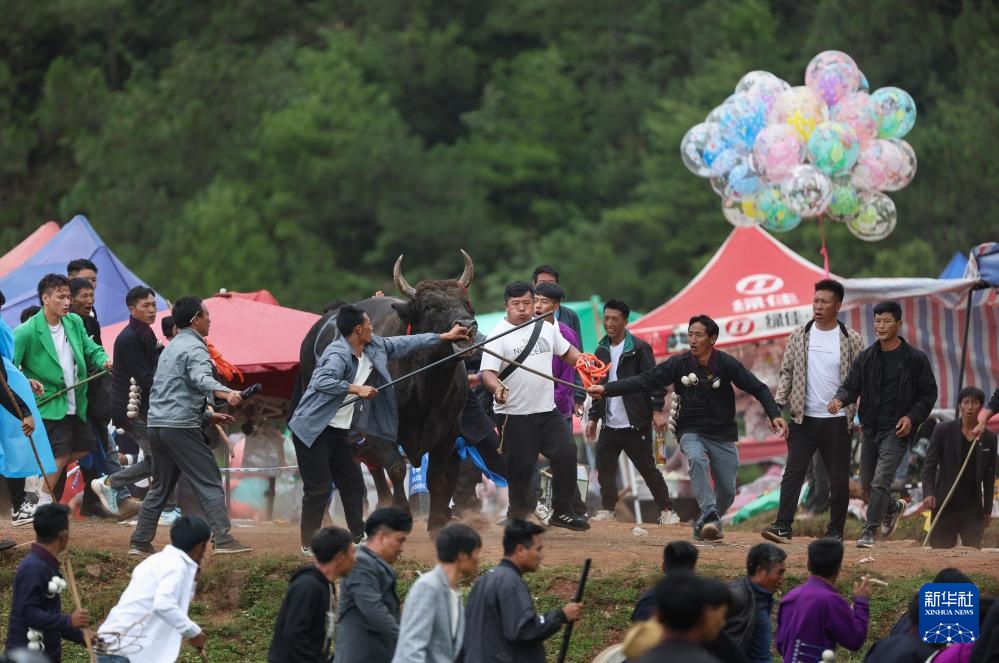 四川布拖县:“火把节”上的斗牛 四川布拖县:“火把节”上的斗牛