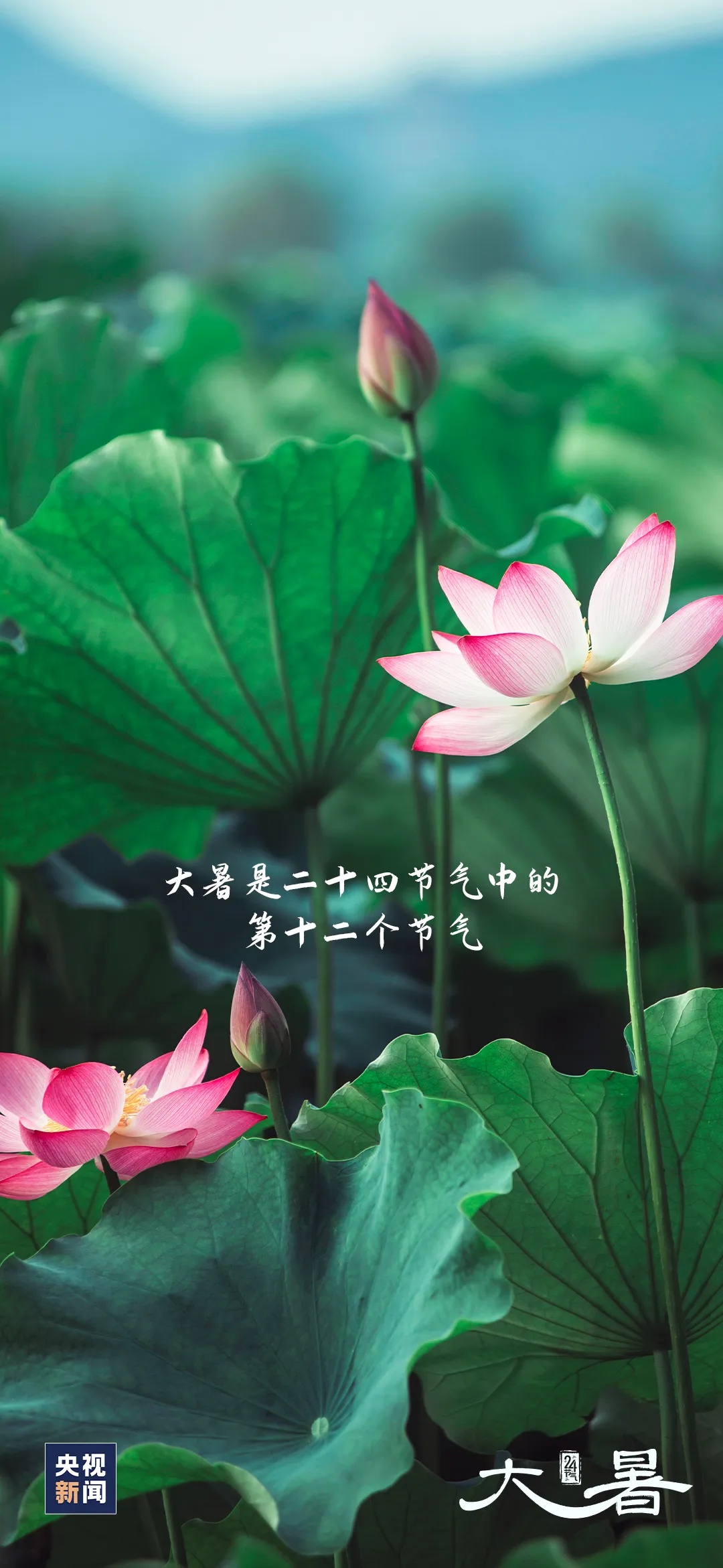 夏天最后一个节气,来了! 夏天最后一个节气,来了!