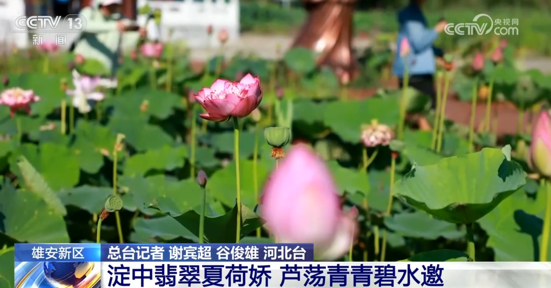 大暑节气赏荷何处去?通过地图一起“打卡”各地荷塘之美 大暑节气赏荷何处去?通过地图一起“打卡”各地荷塘之美