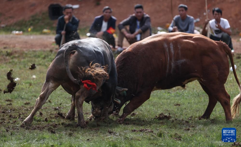 四川布拖县:“火把节”上的斗牛 四川布拖县:“火把节”上的斗牛