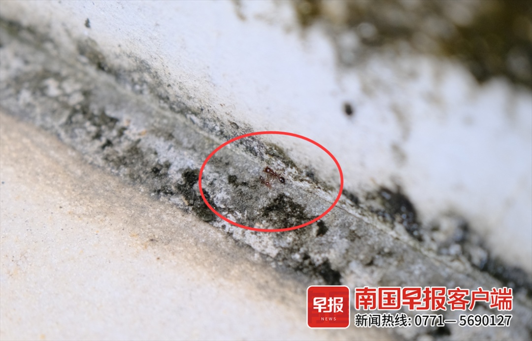 头皮发麻!南宁一男子被红火蚁咬伤多处,水泥墙也被啃食…… 头皮发麻!南宁一男子被红火蚁咬伤多处,水泥墙也被啃食……