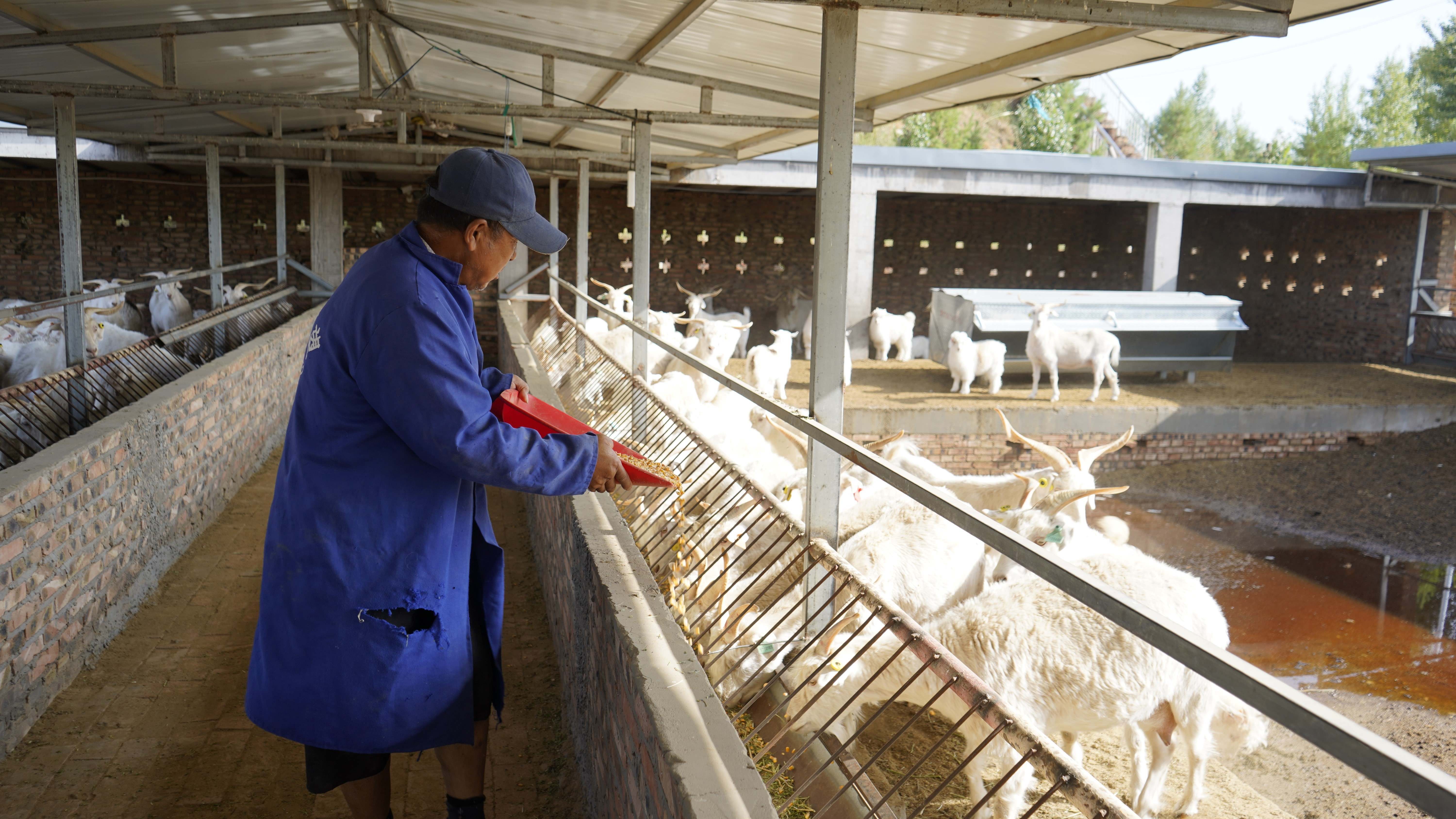 陕西靖边:山羊良种繁育促增收 陕西靖边:山羊良种繁育促增收