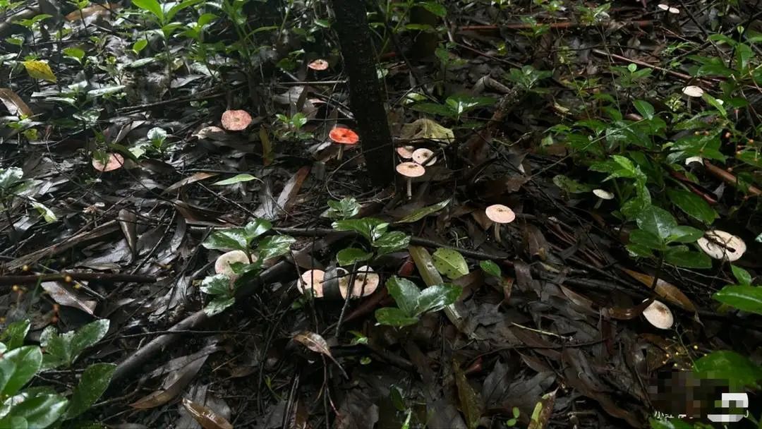 成都网友在龙泉山捡野菌吃进急诊，农业专家：采摘图鉴不靠谱