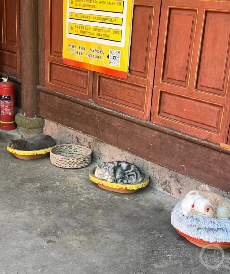 30只猫坐阵！都江堰一景区有座网红“猫猫庙”