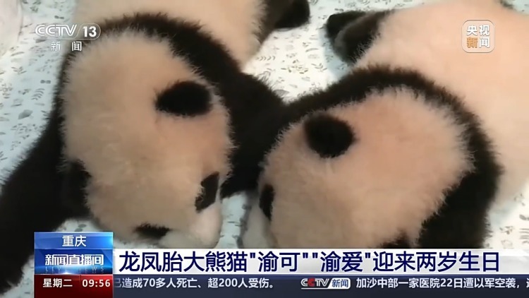 渝可、渝爱2岁啦!祝熊猫宝宝们生日快乐 渝可、渝爱2岁啦!祝熊猫宝宝们生日快乐