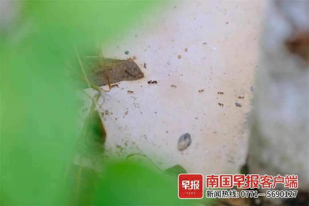 头皮发麻!南宁一男子被红火蚁咬伤多处,水泥墙也被啃食…… 头皮发麻!南宁一男子被红火蚁咬伤多处,水泥墙也被啃食……