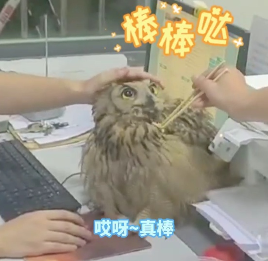 “赖”着不走了！猫头鹰：一顿饱和顿顿饱，我分得清