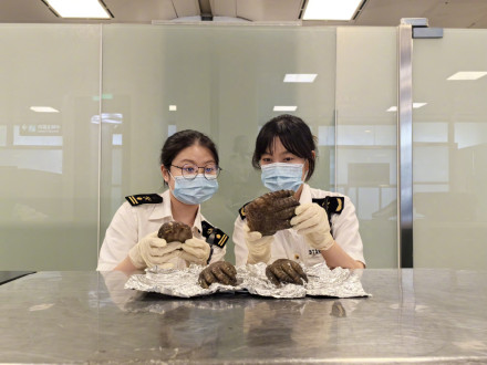 厦门海关查获4个古巴鳄的鳄鱼掌