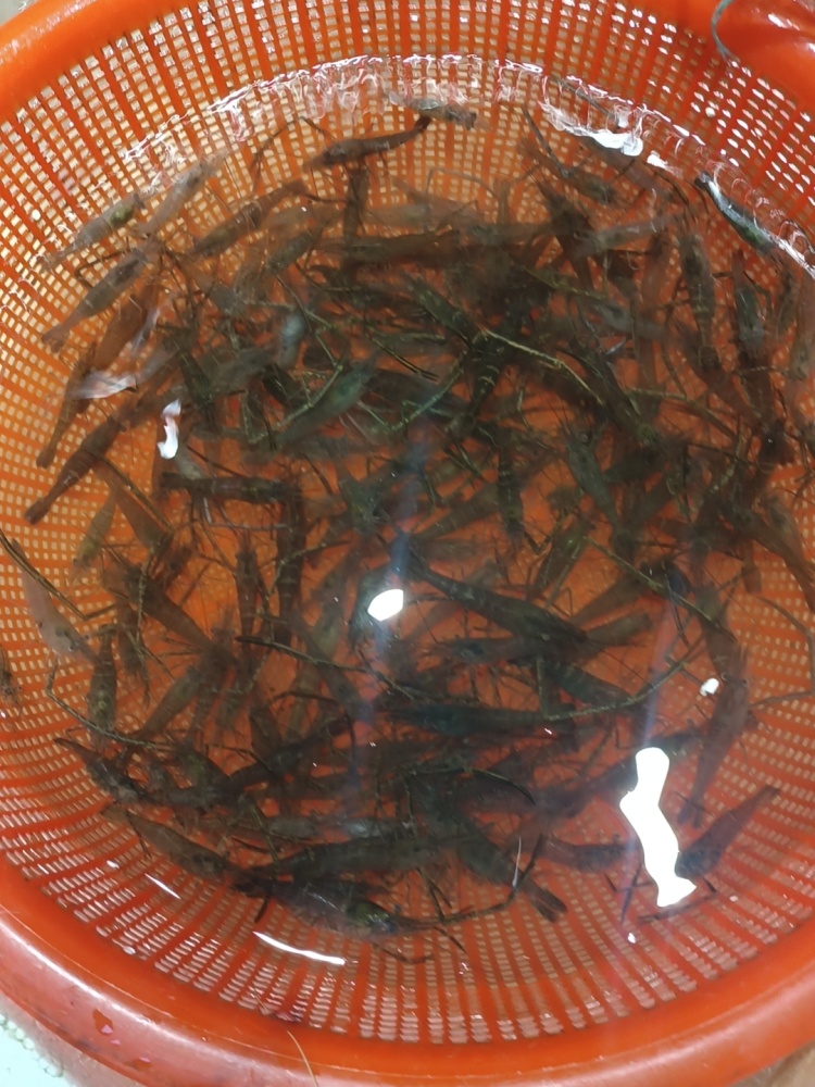 突然暴涨！从60元涨到150元/斤，还不一定能买到