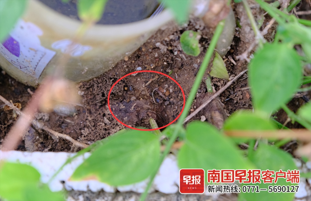 头皮发麻!南宁一男子被红火蚁咬伤多处,水泥墙也被啃食…… 头皮发麻!南宁一男子被红火蚁咬伤多处,水泥墙也被啃食……