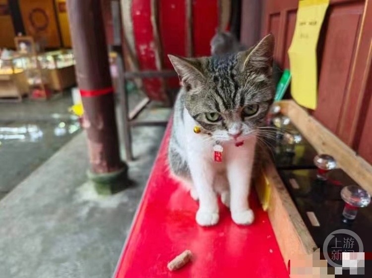 30只猫坐阵！都江堰一景区有座网红“猫猫庙”