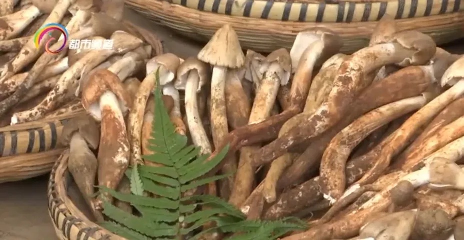 无鲜不落饭！云南人的爱千差万别，但宠溺算它一个