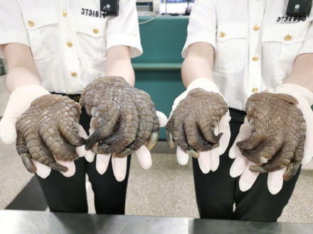 厦门海关查获4个古巴鳄的鳄鱼掌