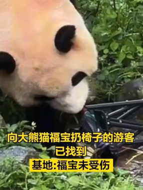 向大熊猫福宝扔椅子？基地通报：终身禁入