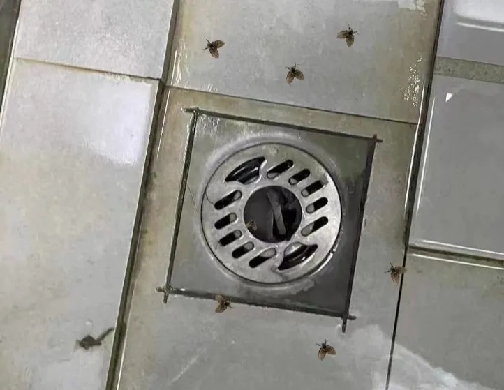 近期常见！深圳一男子随手拍死小飞虫，竟被迫摘除眼球