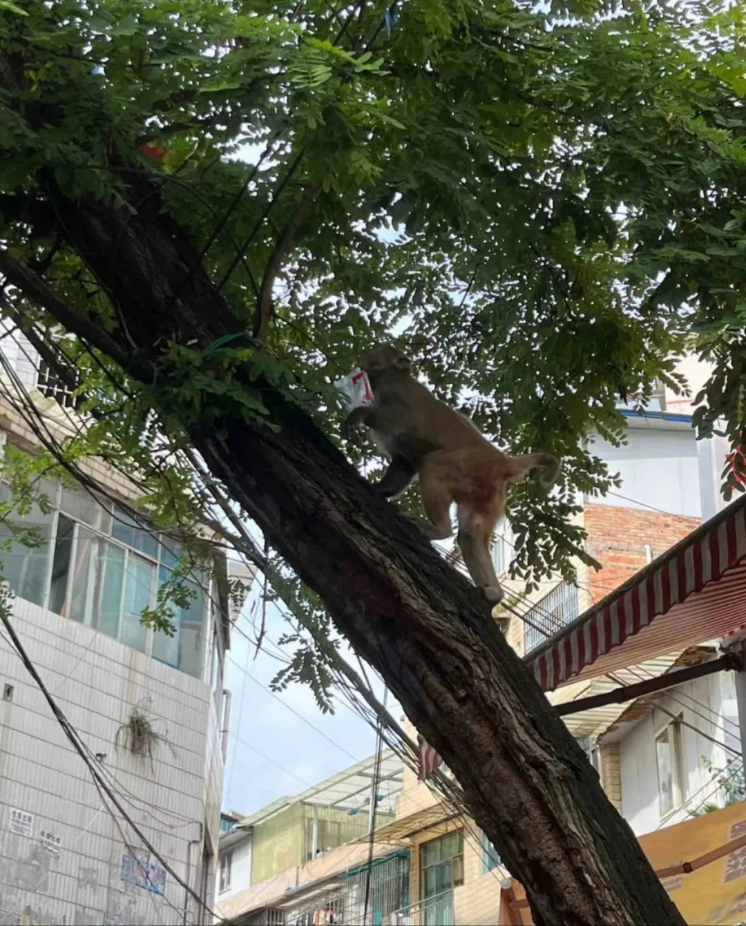 “猴哥”频繁下山蹭吃蹭喝！贵阳市野保站提醒→