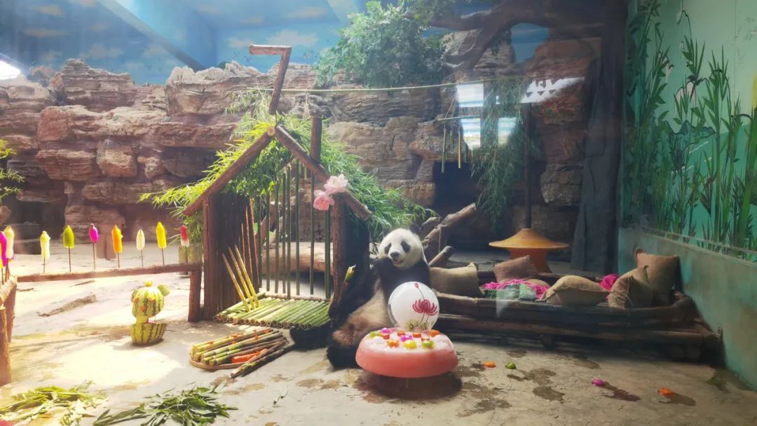 大熊猫“梦梦”七岁啦! 大熊猫“梦梦”七岁啦!