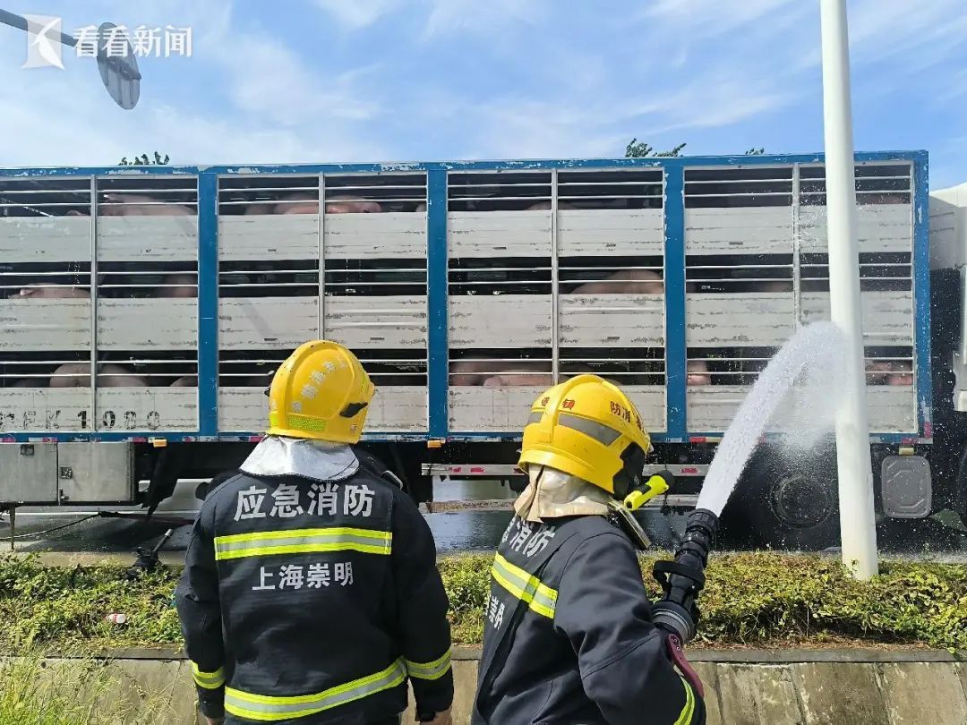 救命！救命！事发上海高速，上百只猪猪集体中暑，浑身通红...