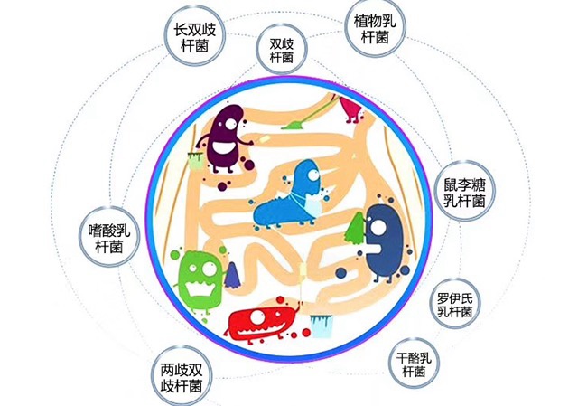 惊！肠道微生物还会影响骨骼健康！