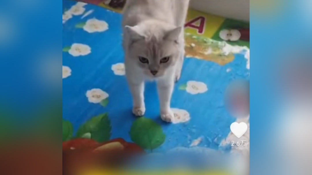沪一男子被流浪猫绊倒，投喂者赔24万？网友热议！有反转→