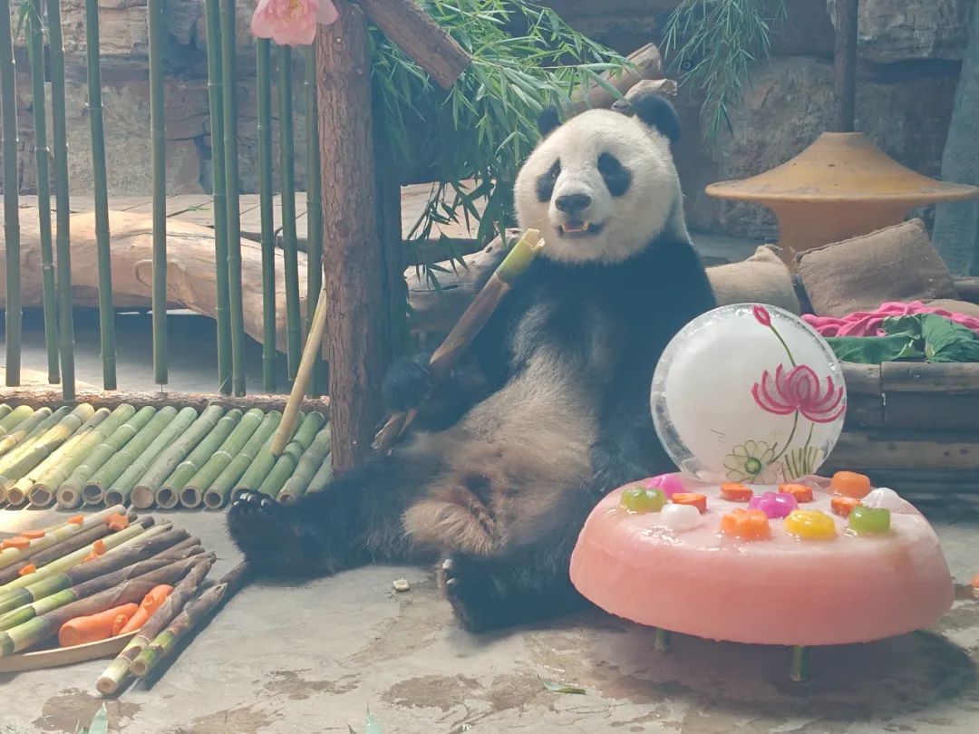 大熊猫“梦梦”七岁啦! 大熊猫“梦梦”七岁啦!