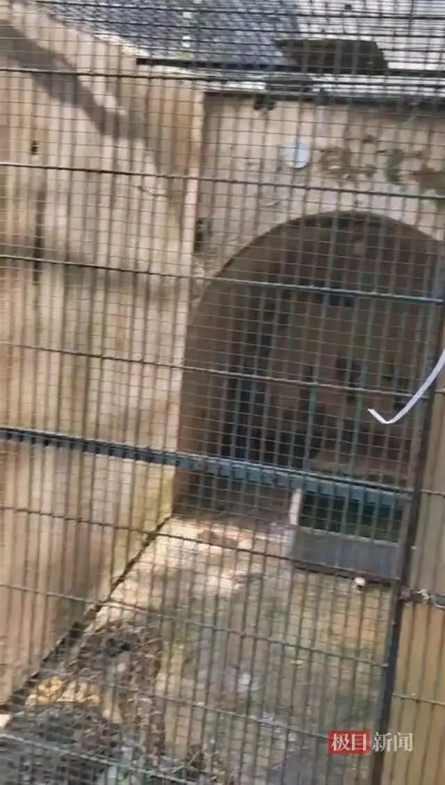 一手臂粗大蟒蛇“缩骨越狱”？涉事动物园：已报警！