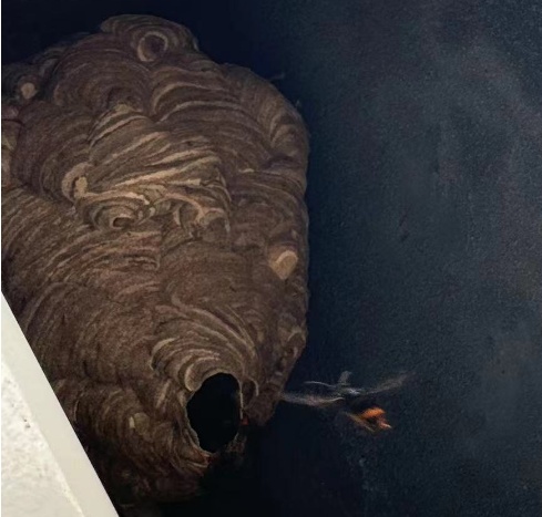 窗外密密麻麻，已进入高发季……千万别去碰！