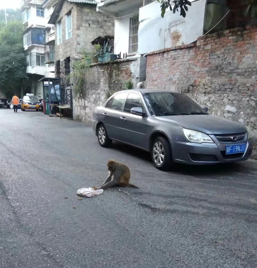 “猴哥”频繁下山蹭吃蹭喝！贵阳市野保站提醒→