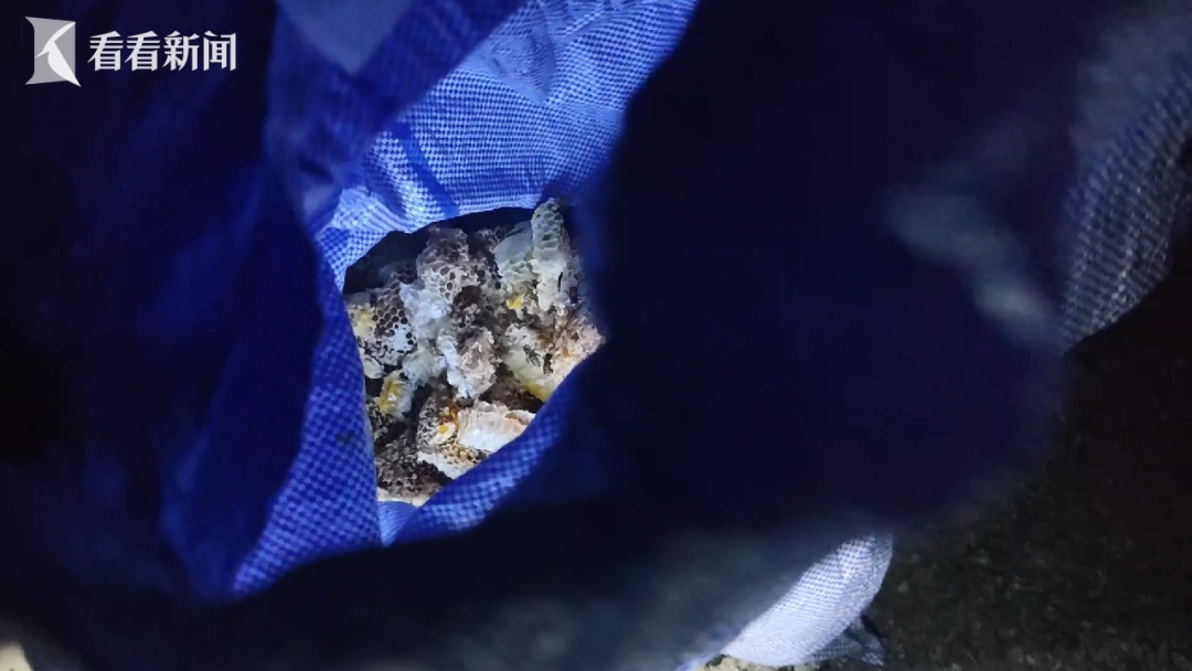 男子崩溃！窗外突然出现黑影密密麻麻 已进入高发季千万别去碰