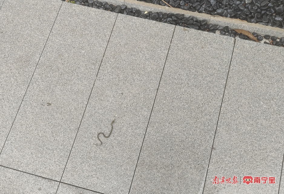 注意！雨后警惕 “蛇出没”！