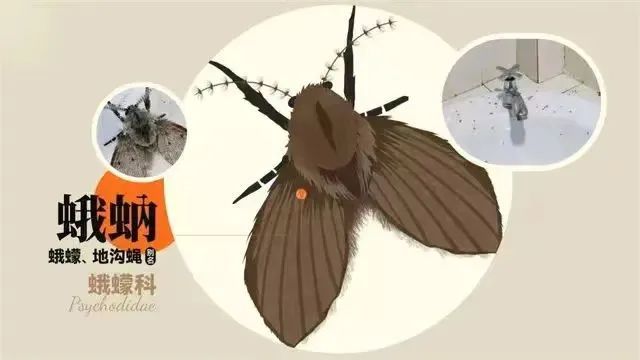 重要提醒！男子随手拍死小黑虫，竟被迫摘除眼球！最近很多人家里都有它→