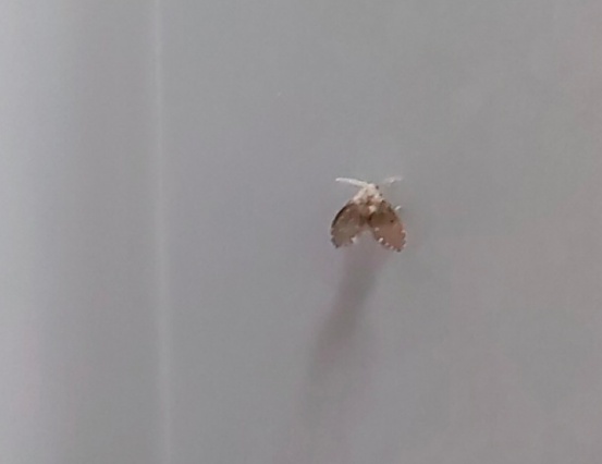 不要拍打！有人被迫摘除眼球，近期卫生间里很常见！