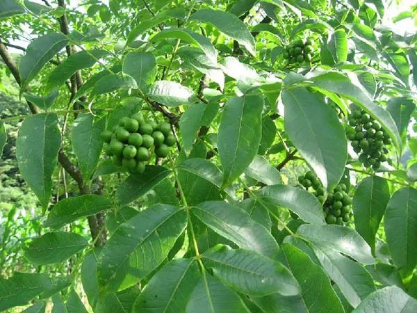 怎么剥个树皮就被抓了？