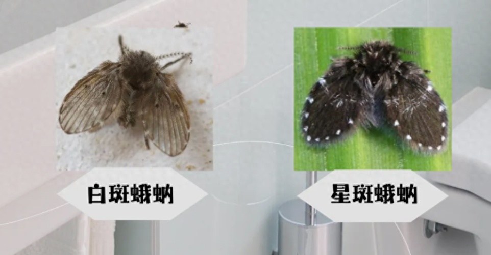 这种小飞虫携带多种致病微生物，常常在家里这几个地方出现