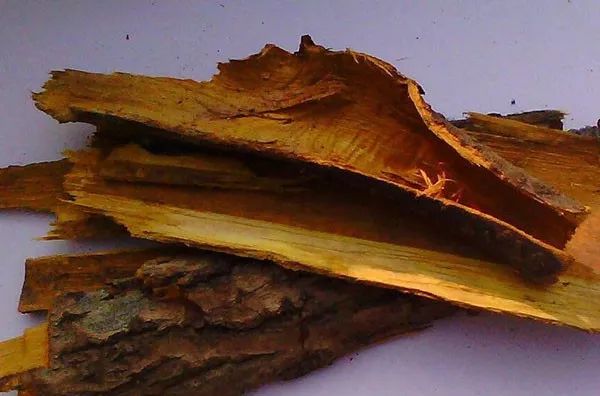 怎么剥个树皮就被抓了？